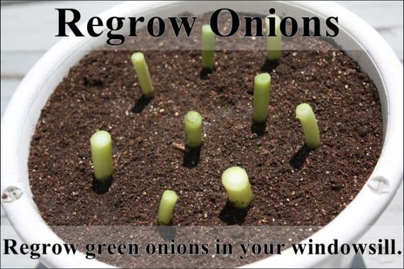 easy_hacks_to_make_gardening_a_breeze