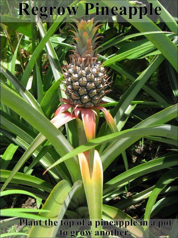 easy_hacks_to_make_gardening_a_breeze