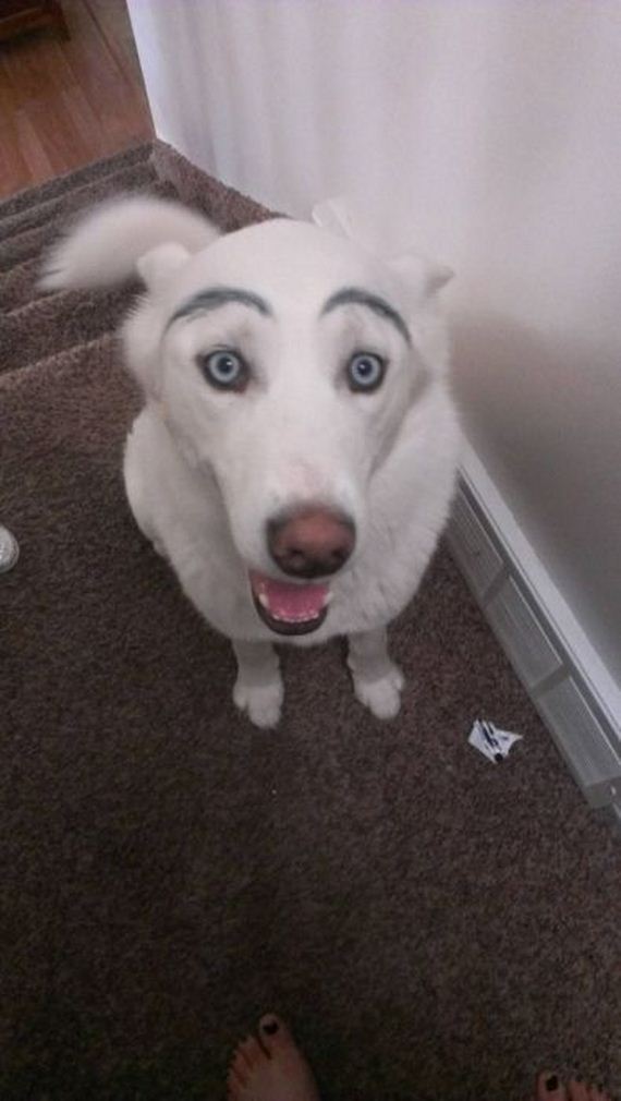 eyebrows_on_dogs