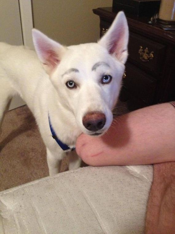 eyebrows_on_dogs