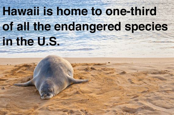 facts-you-might-hawaii