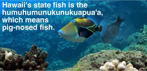 facts-you-might-hawaii