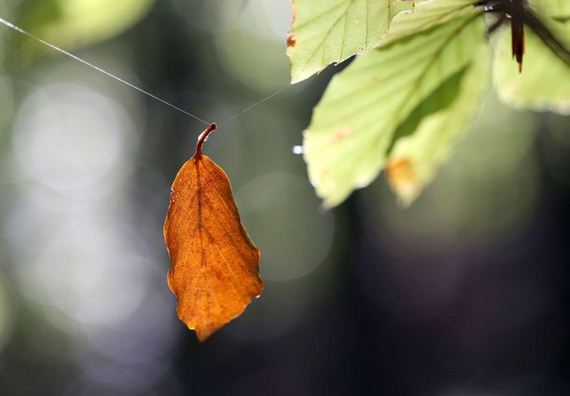 fall_is_in_the_air