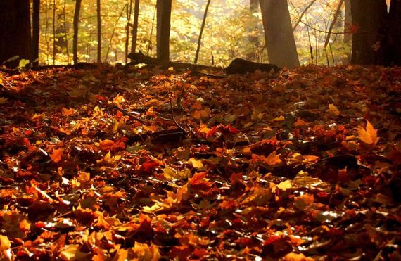 fall_is_in_the_air