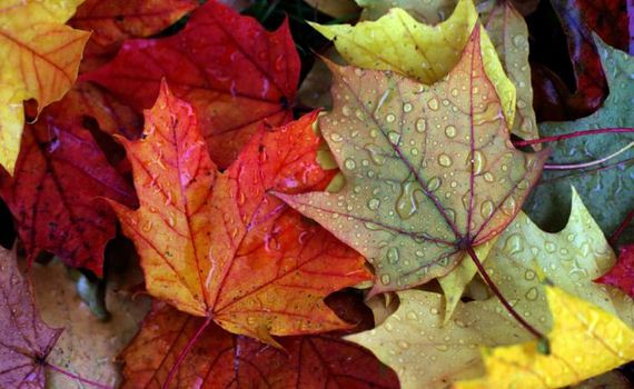 fall_is_in_the_air