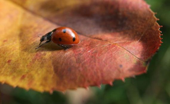 fall_is_in_the_air