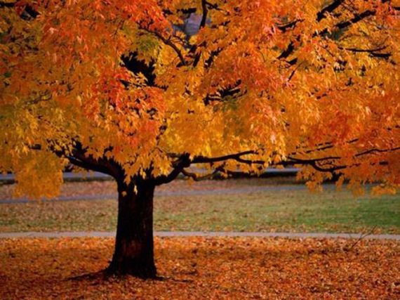 fall_time