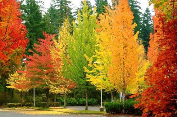 fall_time