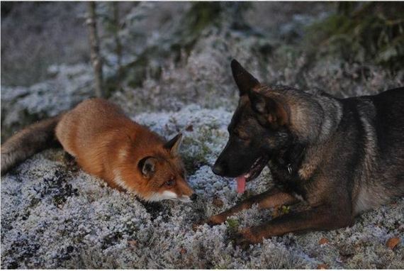 fox_and_dog