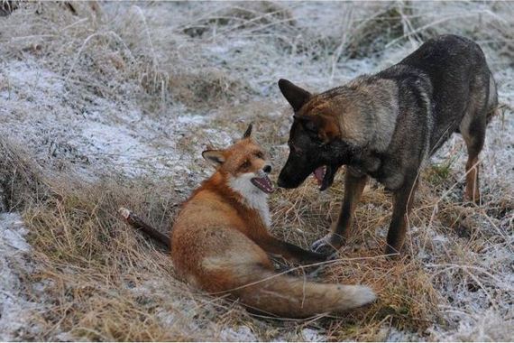 fox_and_dog