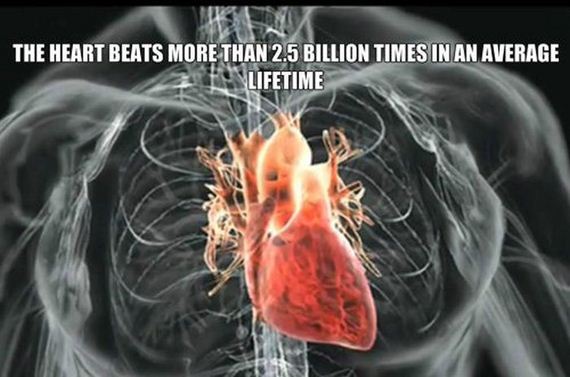 fun_facts2