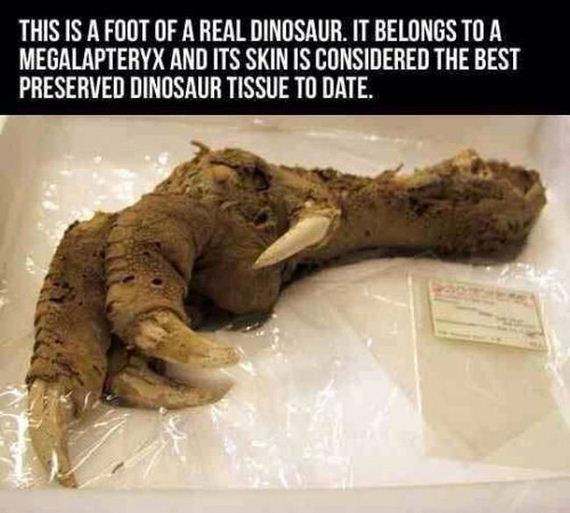 fun_facts2