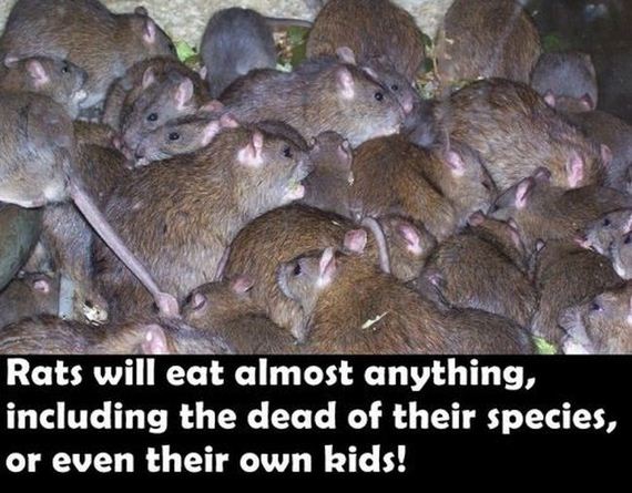 fun_facts2