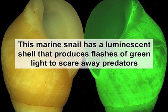 fun_facts_08