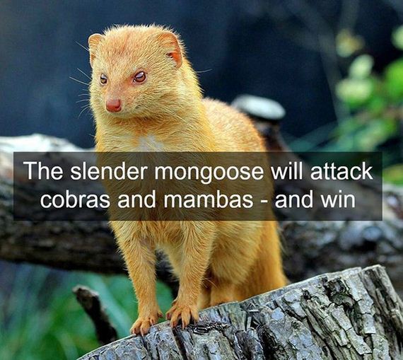 fun_facts_08