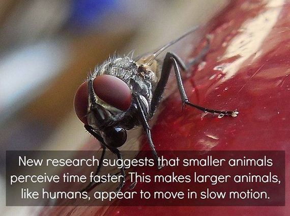 fun_facts_08