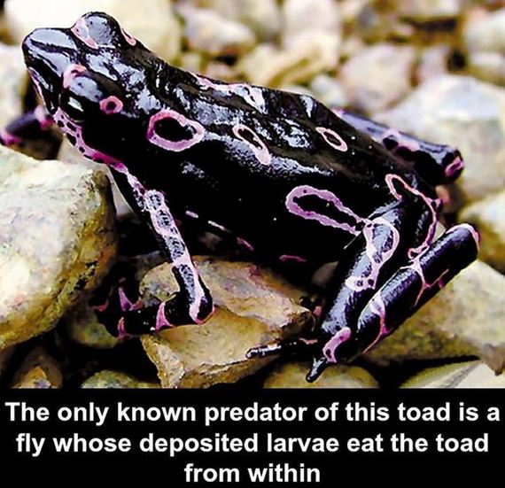fun_facts_08