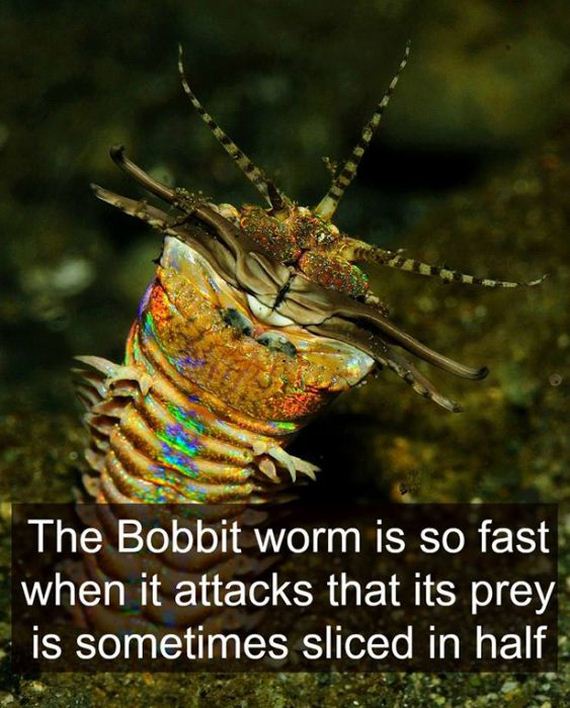 fun_facts_08