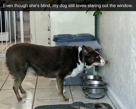 funny-dog-blind-staring-wall-1