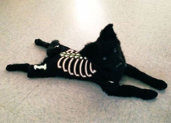 funny-pictures-535