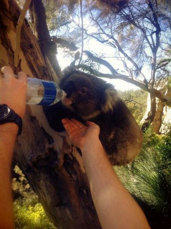 funny-pictures-535