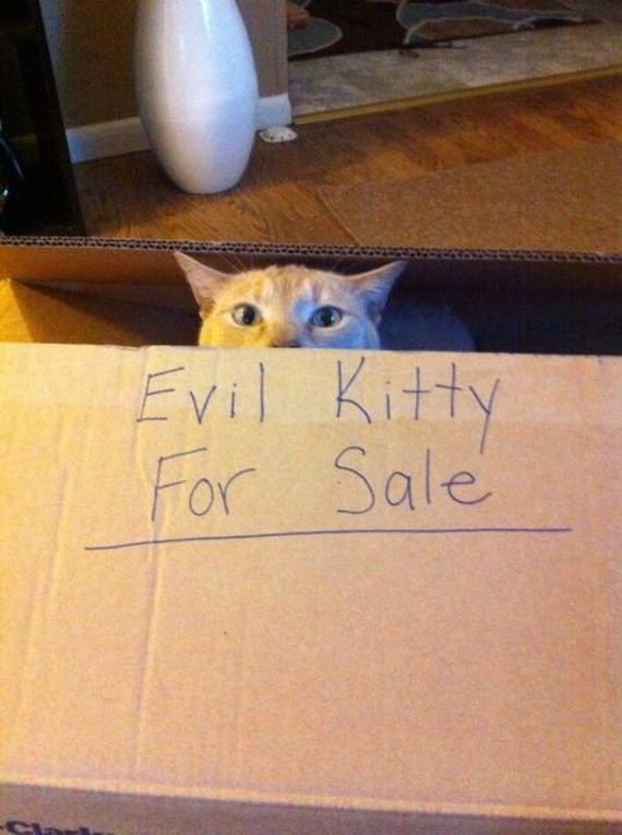 funny-pictures-535