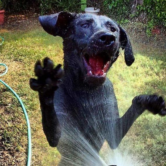 funny-pictures-537