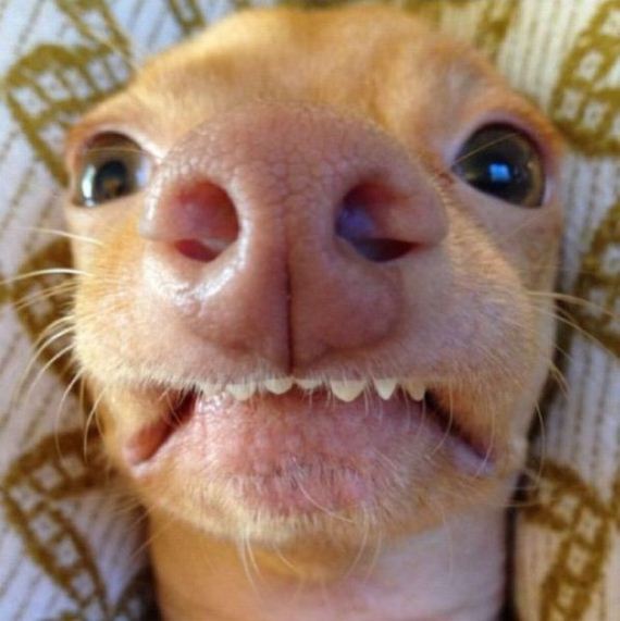 funny-pictures-537