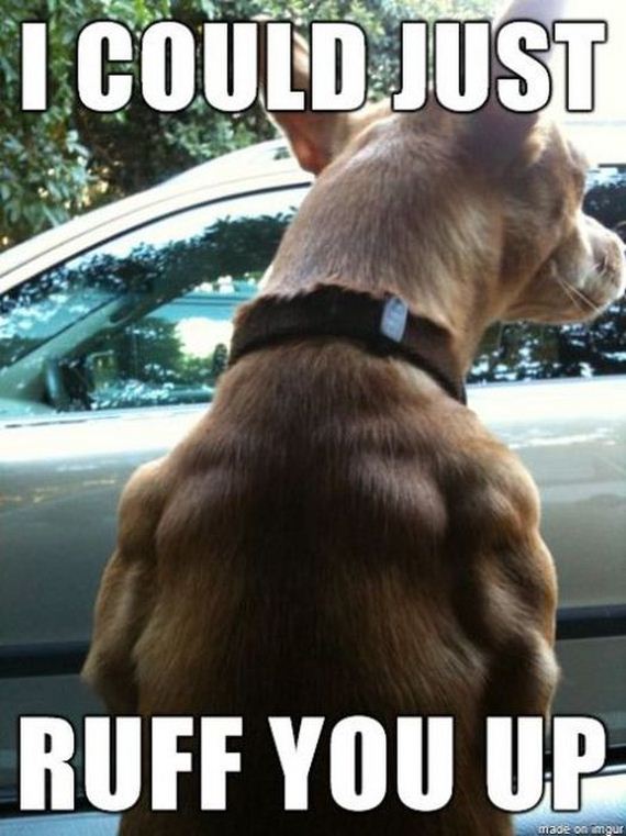 funny-pictures-537