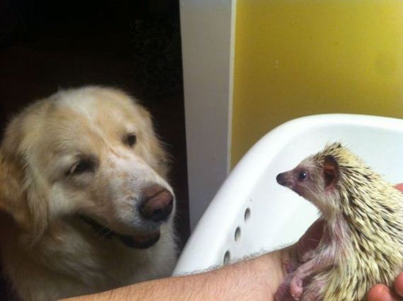 funny-pictures-537