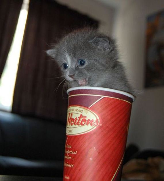 funny-pictures-537