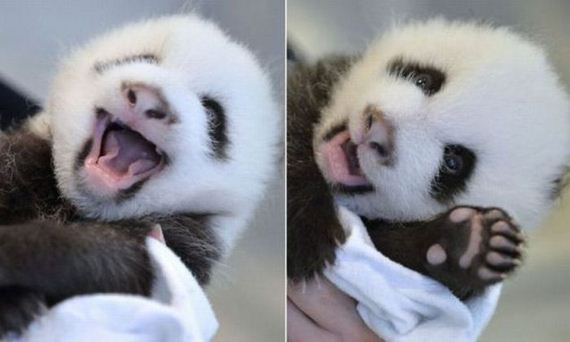 funny-pictures-537