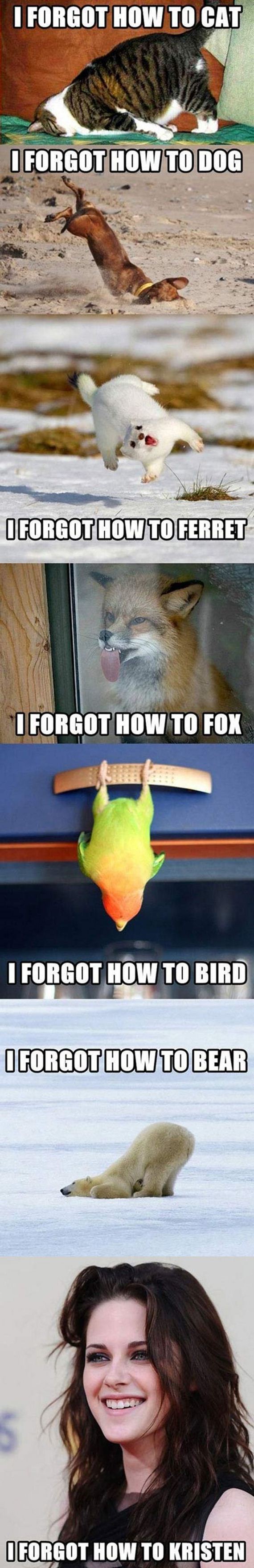 funny-pictures-538