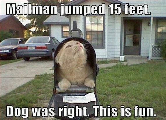 funny-pictures-538