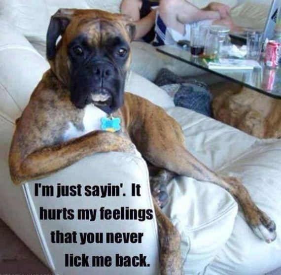 funny-pictures-538