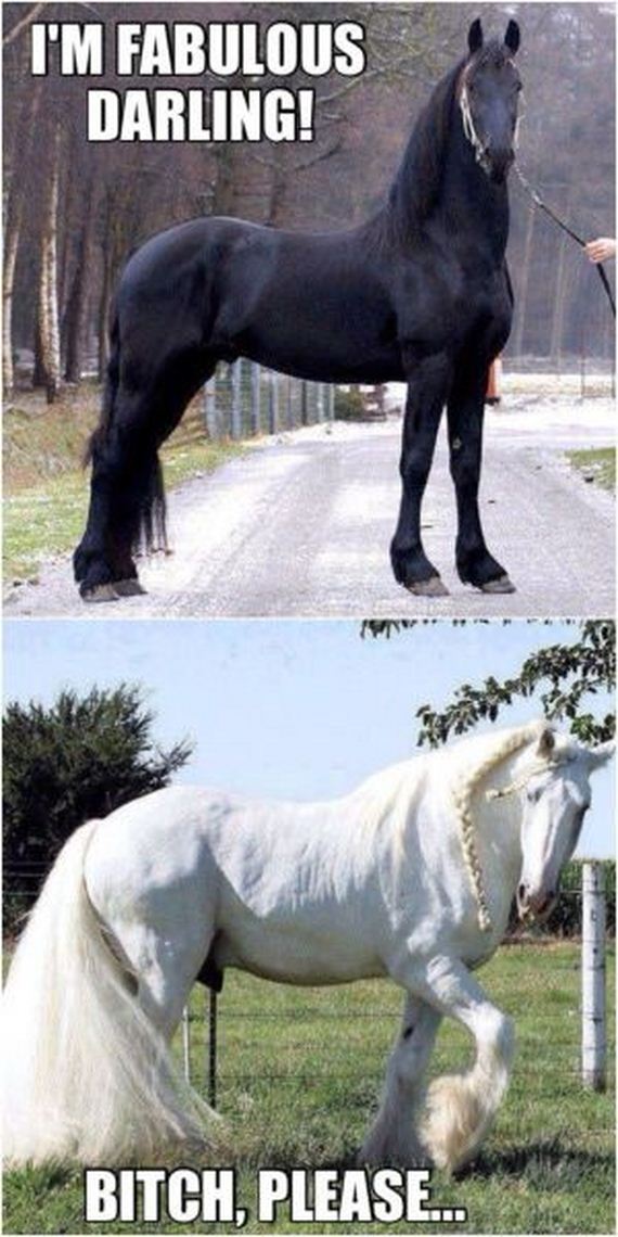funny-pictures-538