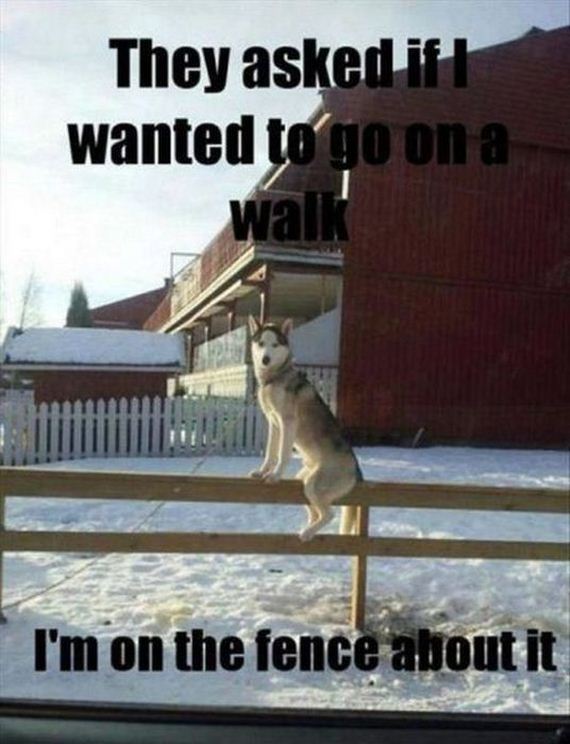 funny-pictures-538