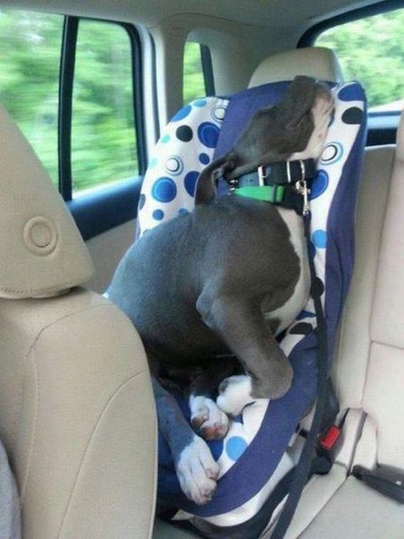 funny-pictures-538