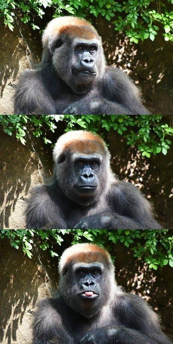 funny-pictures-538