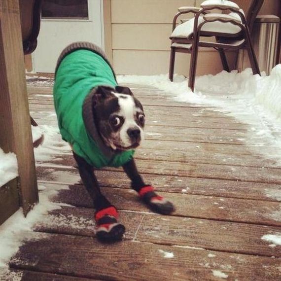 funny-pictures-539