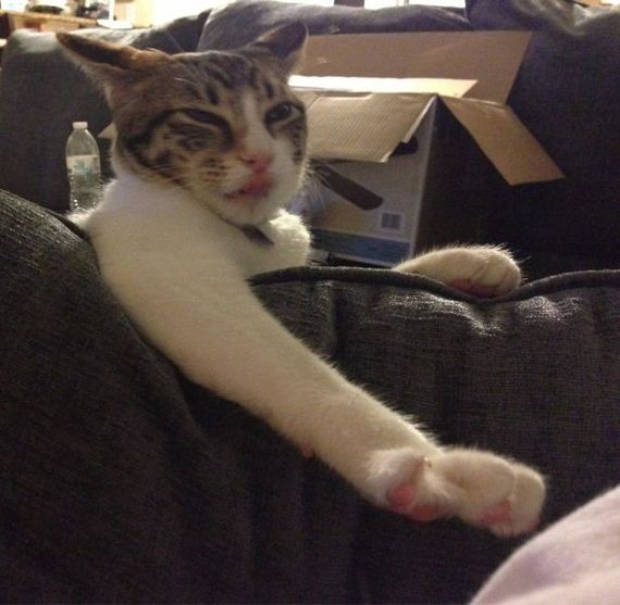 funny-pictures-539