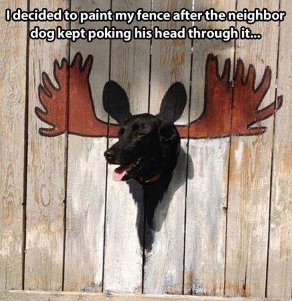 funny-pictures-540