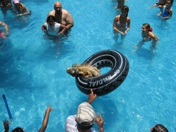 funny-pictures-541