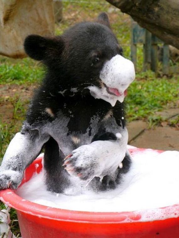 funny-pictures-542