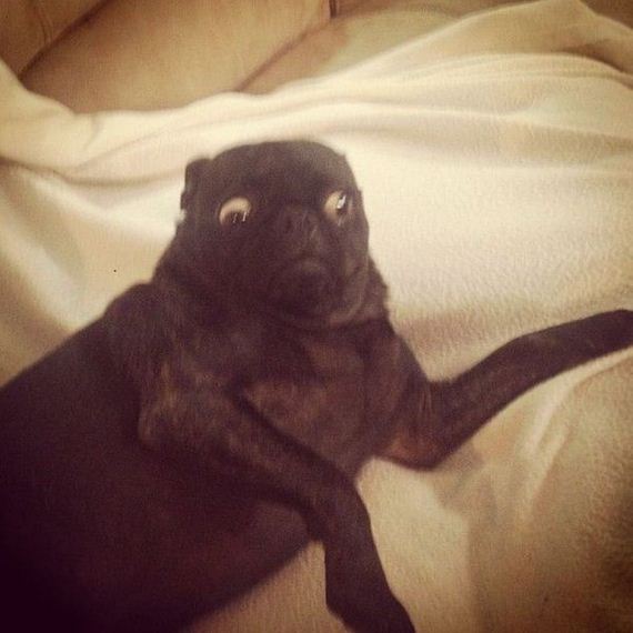 funny-pictures-542