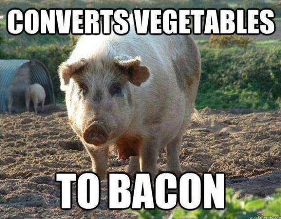 funny-pictures-543