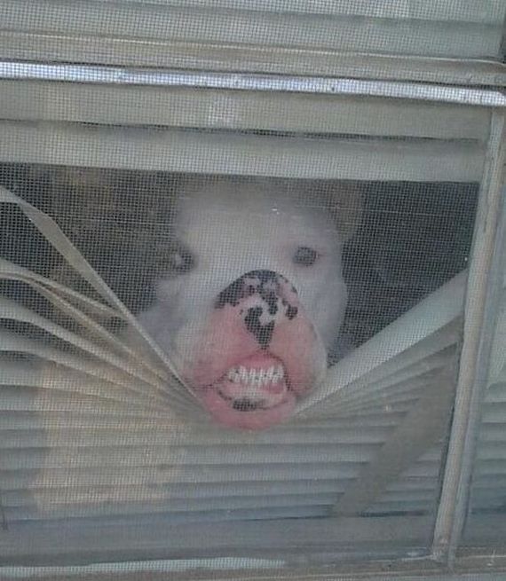 funny-pictures-543
