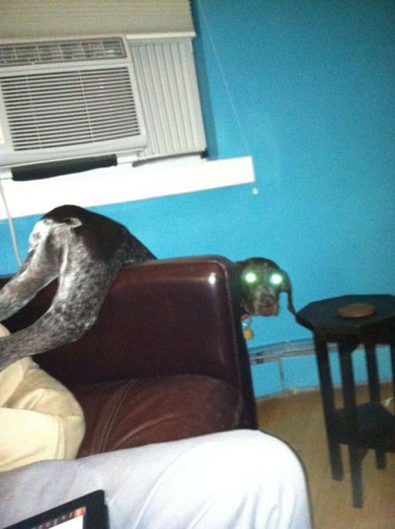 funny-pictures-543