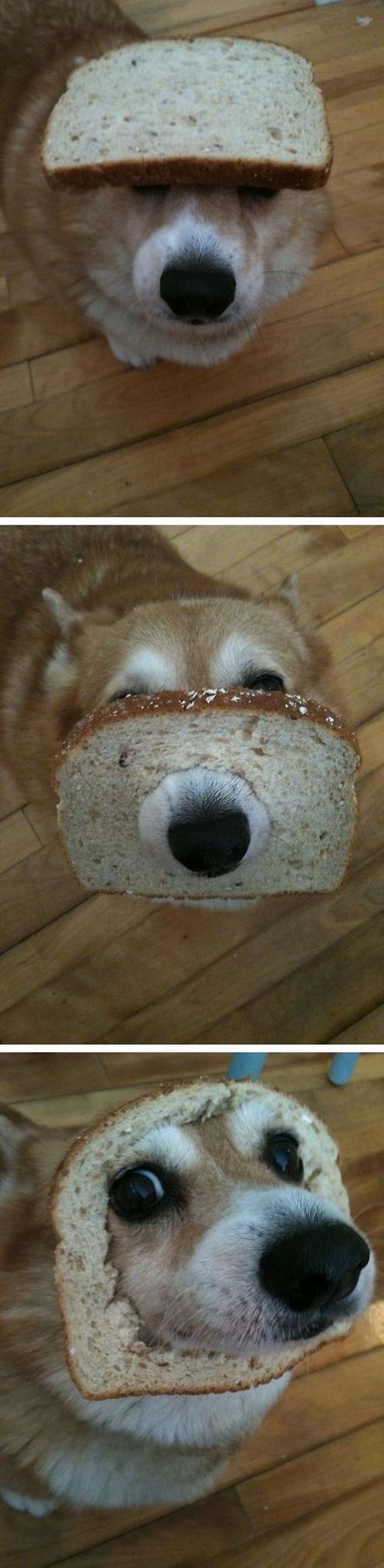 funny-pictures-543