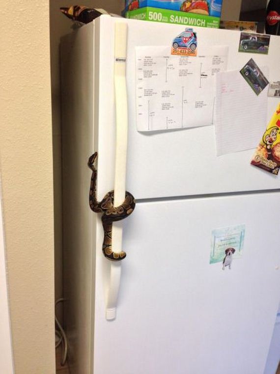 funny-pictures-543